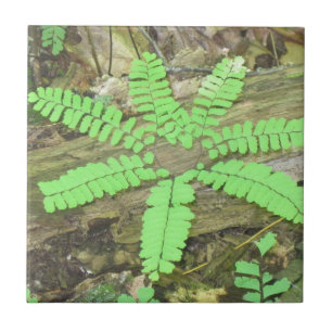 Azulejo Fern Tile