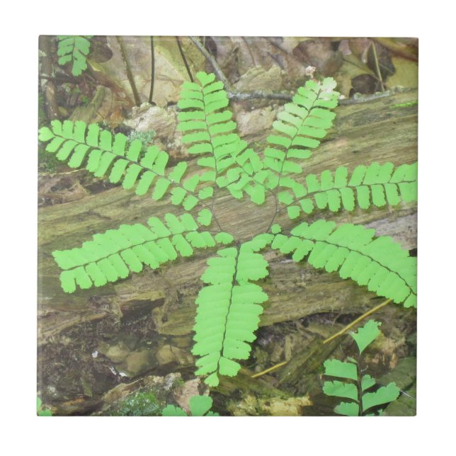 Azulejo Fern Tile (Frente)