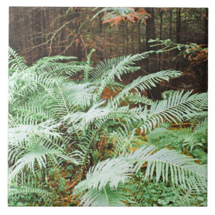 Azulejo Fern Tropical Green Leaves Planta Foliage Woodland