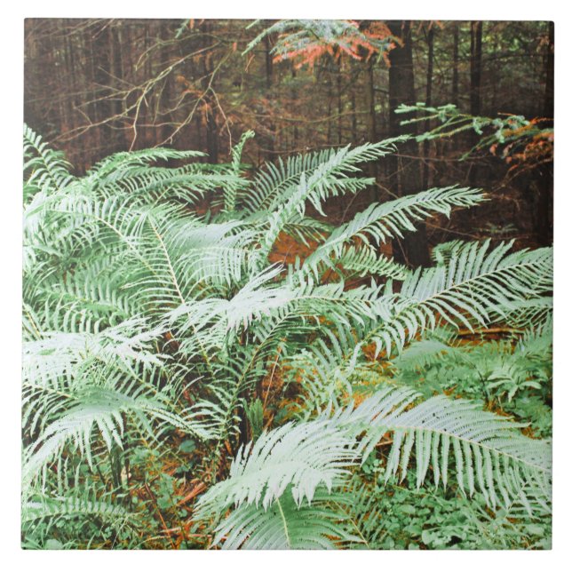 Azulejo Fern Tropical Green Leaves Planta Foliage Woodland (Frente)