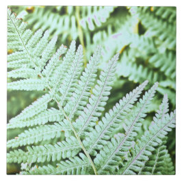 Azulejo Fern Tropical Green Leaves Planta Foliage Woodland