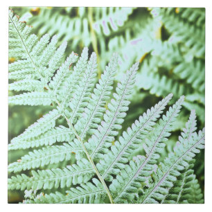 Azulejo Fern Tropical Green Leaves Planta Foliage Woodland