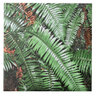 Azulejo Fern Tropical Green Leaves Planta Foliage Woodland