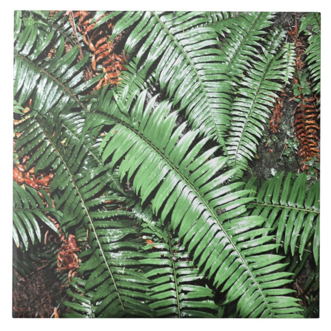 Azulejo Fern Tropical Green Leaves Planta Foliage Woodland (Frente)