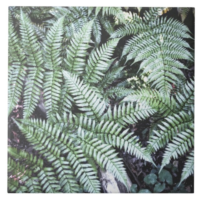 Azulejo Fern Tropical Green Leaves Planta Foliage Woodland (Frente)