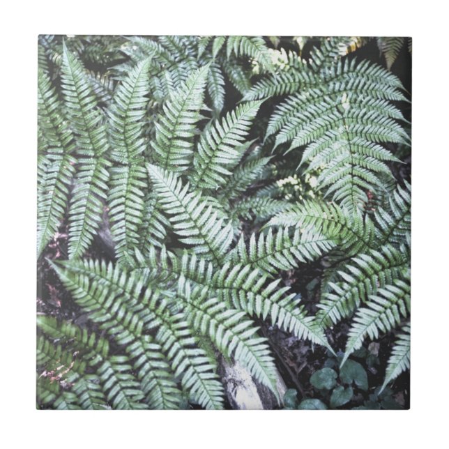 Azulejo Fern Tropical Green Leaves Planta Foliage Woodland (Frente)