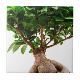 Azulejo Ficus Ginseng