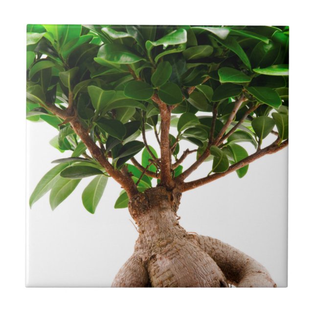 Azulejo Ficus Ginseng (Frente)