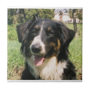 Azulejo Fiel Finnegan