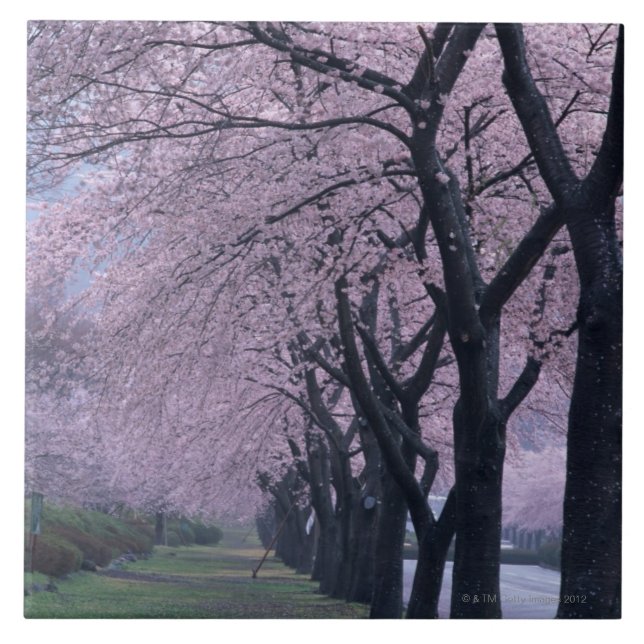Azulejo Fila de los árboles del cherryblossom (Frente)