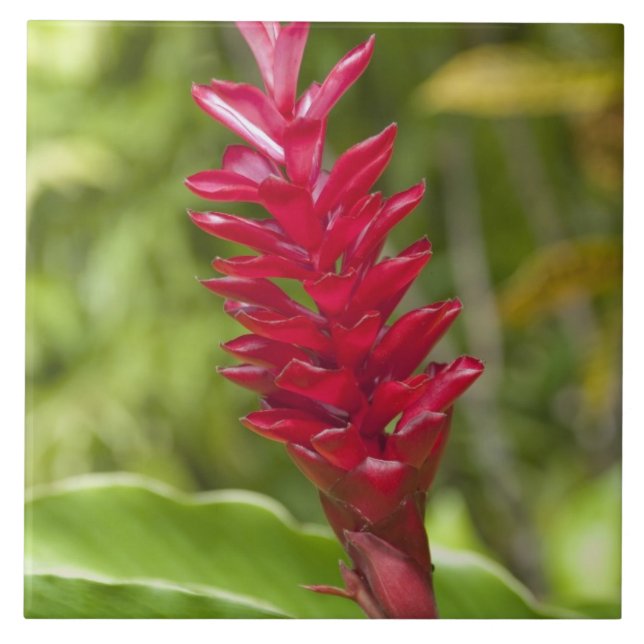 Azulejo Fiyi, isla de Viti Levu. Flor. (Frente)