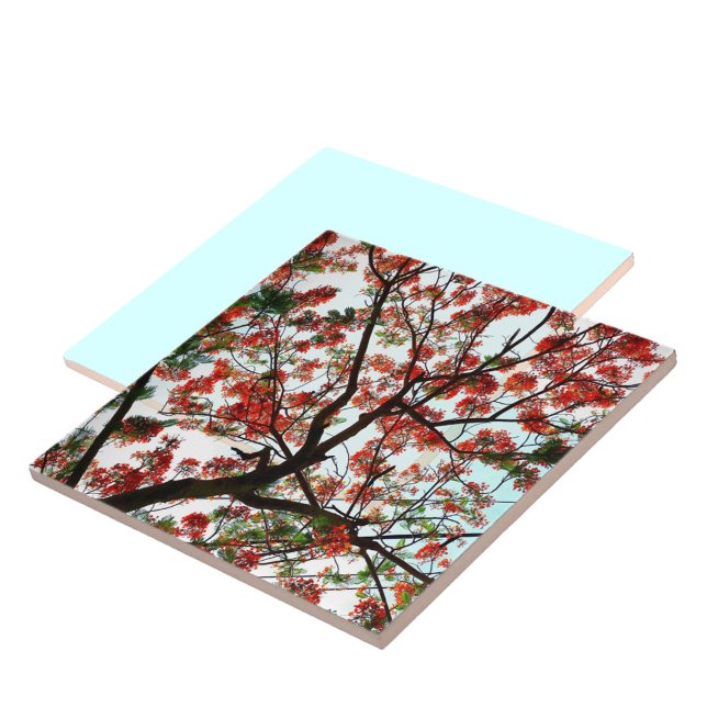 Azulejo Flamboyante Poinciana (Subido por el creador)
