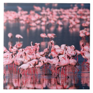 Azulejo Flamencos Menores (Phoeniconaias minor), África,