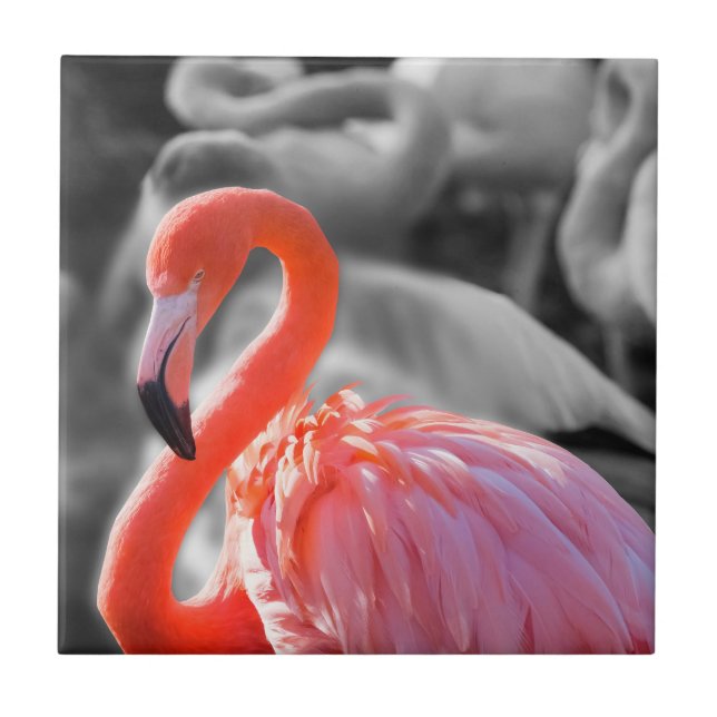 Azulejo Flamingo Bird Photography (Frente)