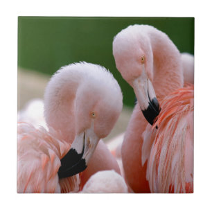 Azulejo Flamingos de Chilensis