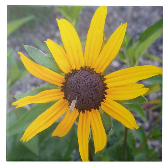 Azulejo Flor amarilla (Frente)