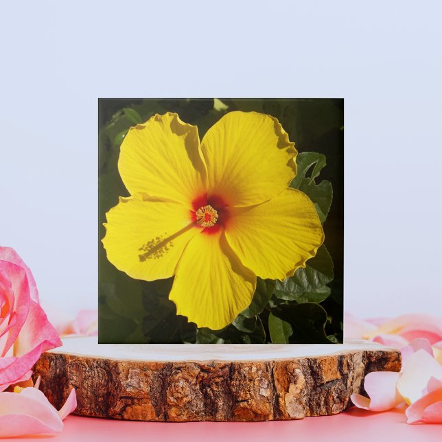 Azulejo Flor amarilla hibiscus (Yellow Hibiscus Flower Ceramic Tile)