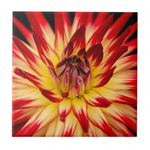 Azulejo Flor amarilla y roja radiante, fotografía floral d