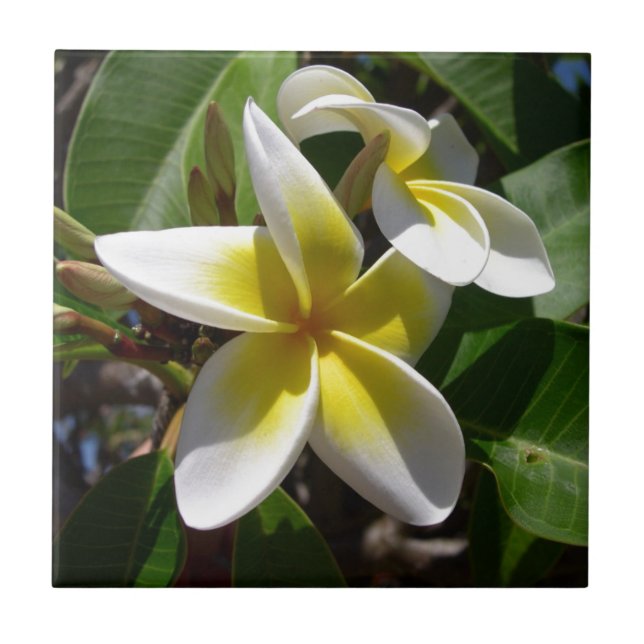 Azulejo Flor amarillo-blanca hermosa del Plumeria (Frente)