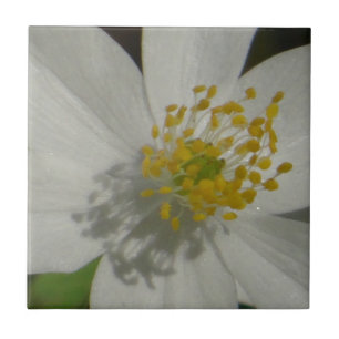 Azulejo Flor blanca con centro amarillo