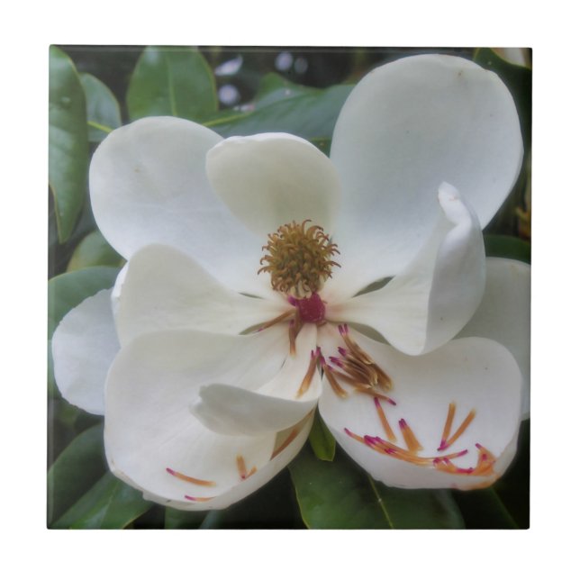 Azulejo Flor blanca de la magnolia (Frente)