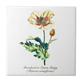Azulejo Flor de adormidera blanca y vinagre elegante