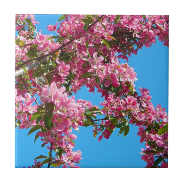 Azulejo Flor de árbol rosa y cielo azul (Frente)