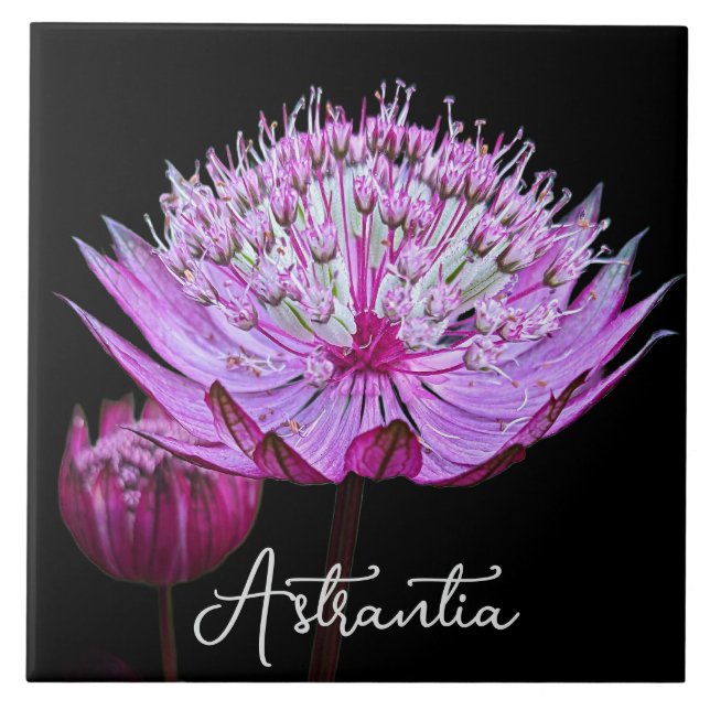 Azulejo Flor de Astrantia rosa sobre flor de fondo negro (Frente)