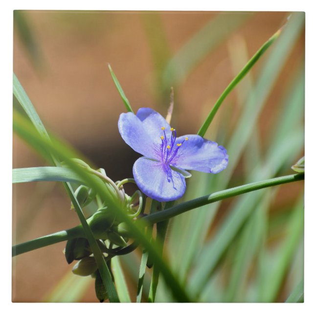 Azulejo Flor de avena (Frente)