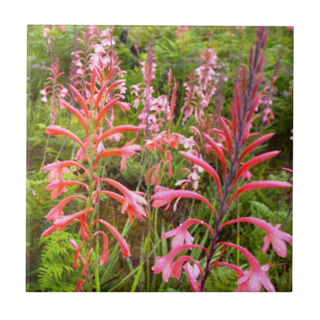 Azulejo Flor de bugle Lily (Watsonia), Cabo Oriental (Frente)