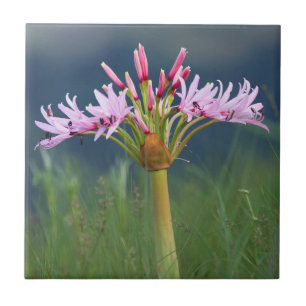 Azulejo Flor de Candelabro (Brunsvigia Radulosa), Umgeni