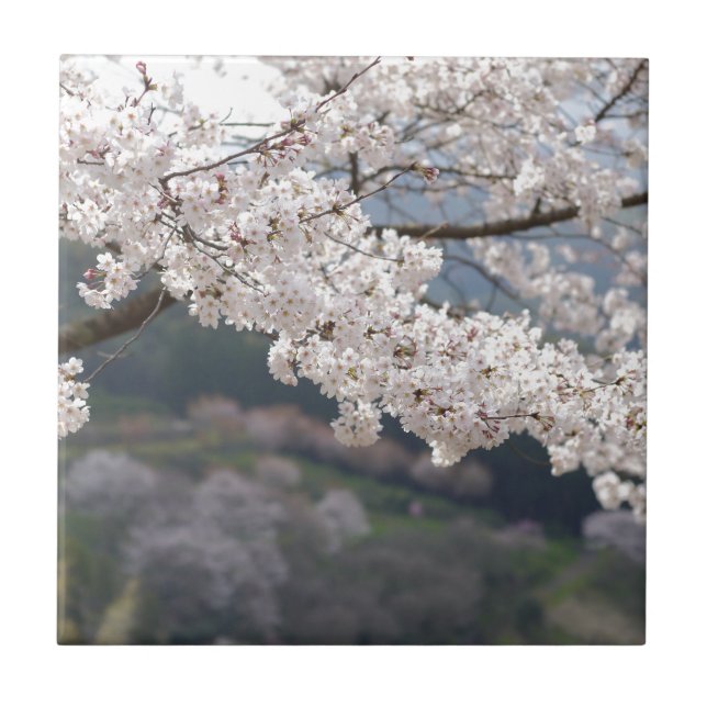 Azulejo Flor de cerezo de Kumamoto Japón (Frente)