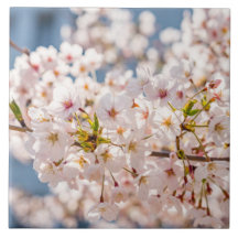 Flor de cerezo Japón bonito rosa floral único