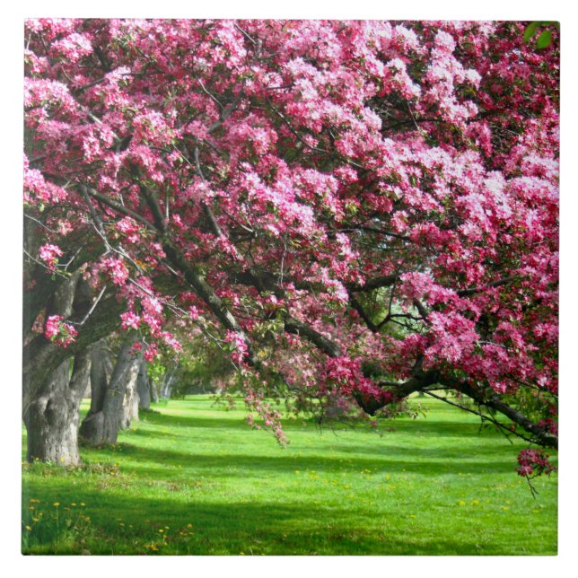 Azulejo Flor de cerezo Japón bonito rosa floral único (Frente)