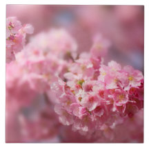 Flor de cerezo Japón bonito rosa floral único Cer