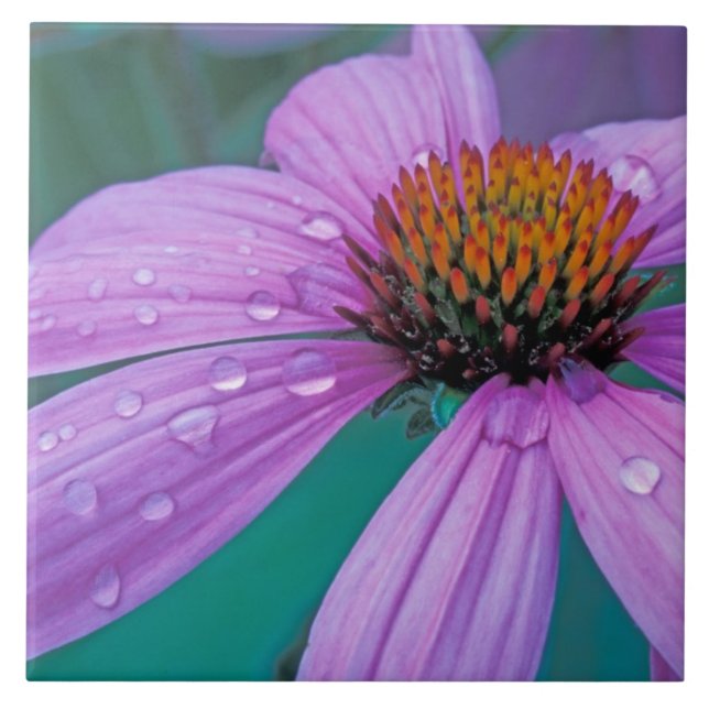 Azulejo flor de cono morada con gotas de agua (Frente)