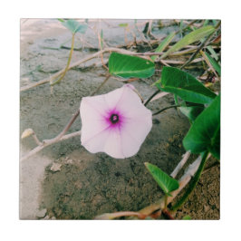 Azulejo Flor De Espinacas De Agua En La Presa