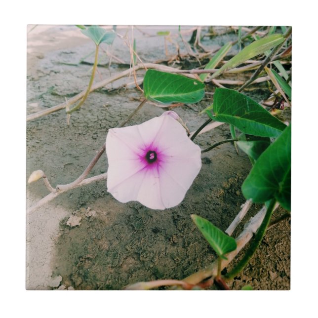 Azulejo Flor De Espinacas De Agua En La Presa (Frente)