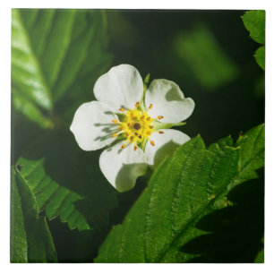 Azulejo Flor de fresa silvestre
