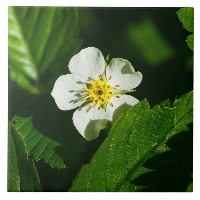 Azulejo Flor de fresa silvestre (Frente)