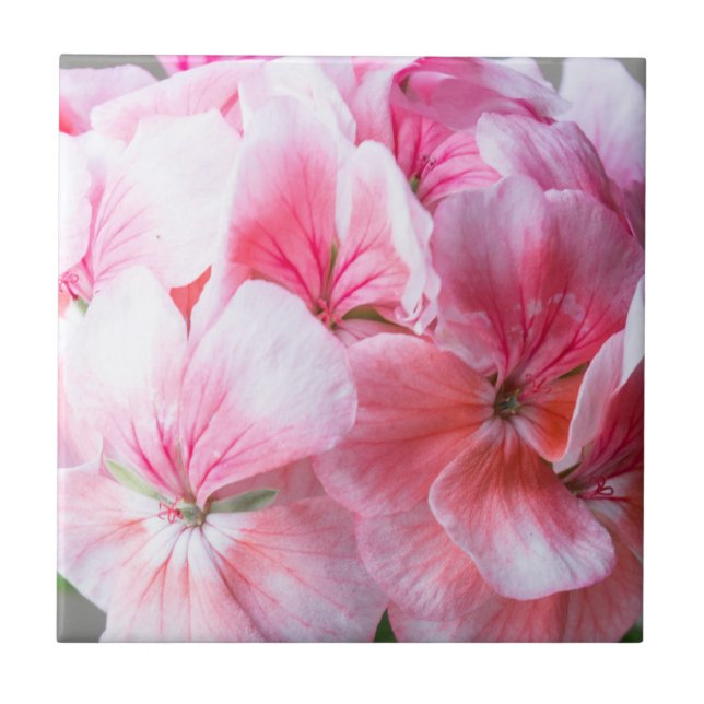 Azulejo Flor de geranio rosa (Frente)