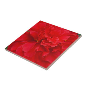 Azulejo Flor de hibiscos rojos