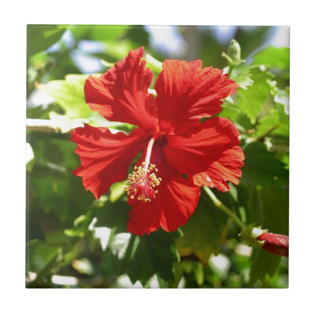 Azulejo Flor de Hibiscus en Hawaii Roja brillante (Frente)