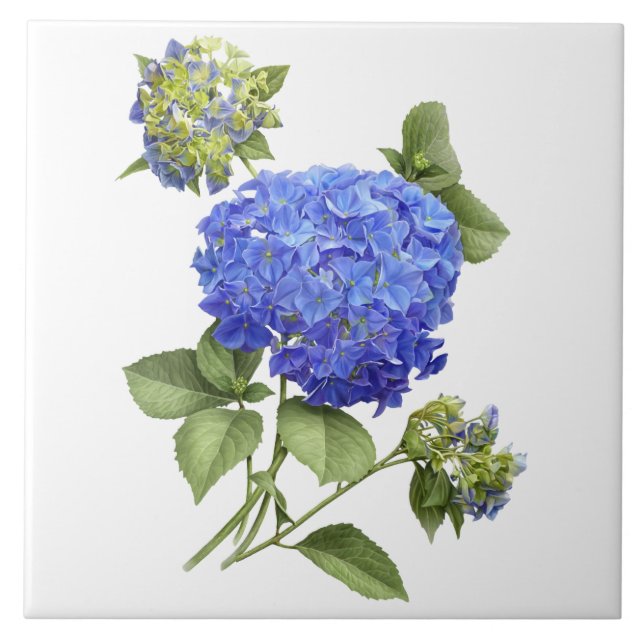 Azulejo Flor de Hortensia Azul Arte Botánico  (Frente)