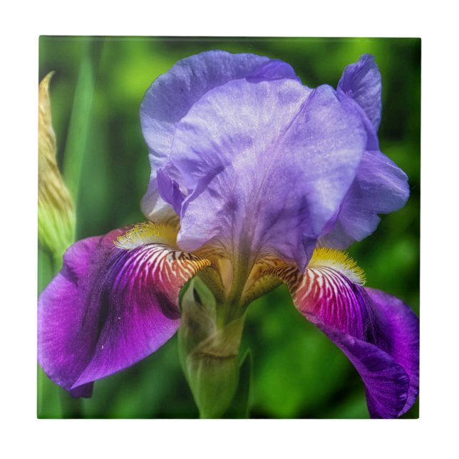 Azulejo Flor de iris amarillo morado azul (Frente)