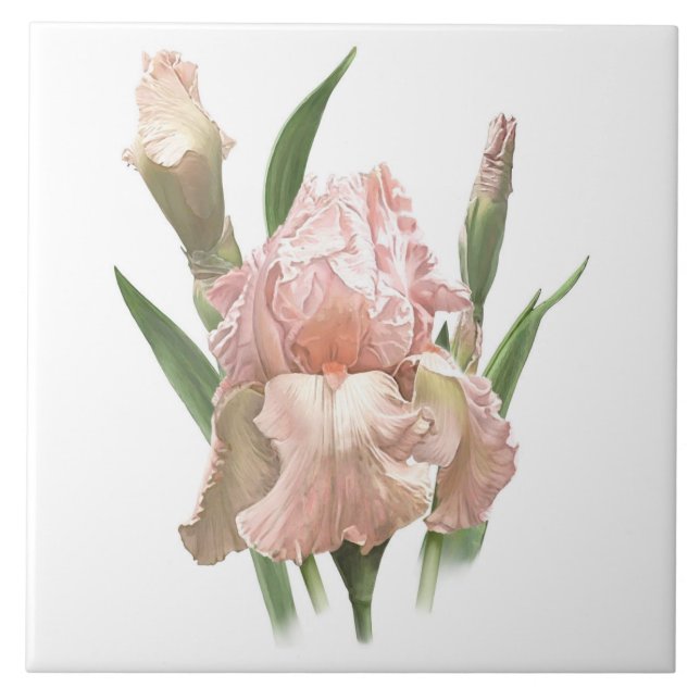 Azulejo Flor de Iris Barbudo Rosa Bonito Arte Botánico (Frente)