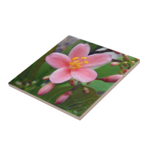 Azulejo Flor de Jatropha y capullos de flores