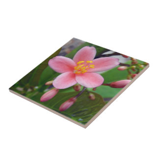 Azulejo Flor de Jatropha y capullos de flores