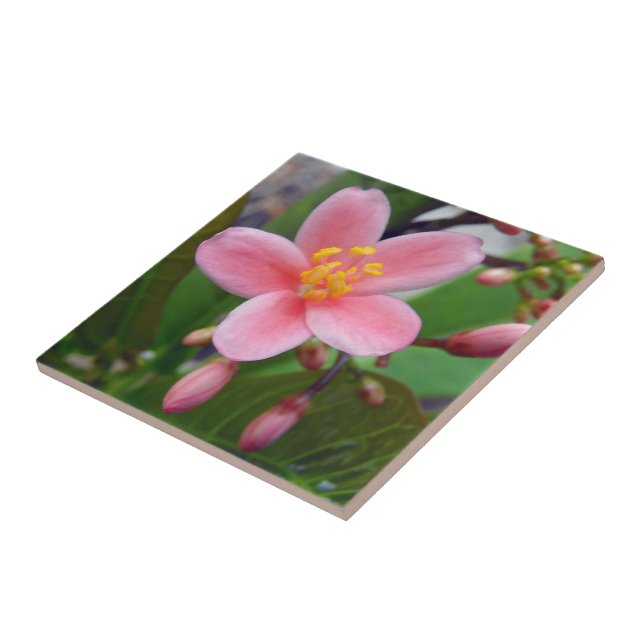 Azulejo Flor de Jatropha y capullos de flores (Lado)