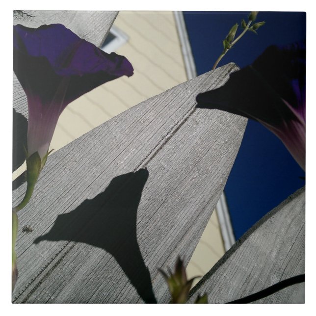 Azulejo Flor de la correhuela (Frente)